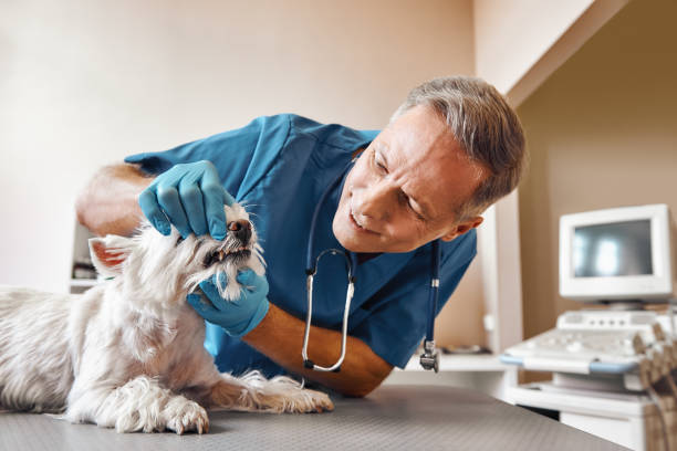 Best Pediatric Emergency Dentist in Flippin, AR